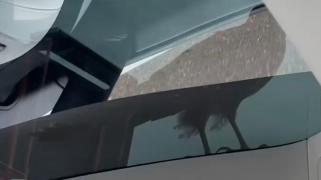 A picture of a hawk standing atop Julia's Tesla Model 3 seen through the sunroof.